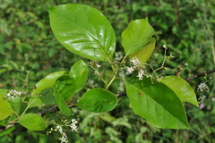 Ehretia laevis